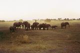 Botswana: Die Schule der Elefanten - Bild 5