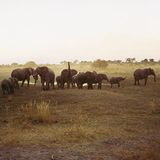 Botswana: Die Schule der Elefanten - Bild 5