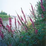 Fotoshow: Hamburgs Wildnis: Fotoshow: Hamburgs Wildnis - Bild 2