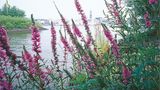 Fotoshow: Hamburgs Wildnis: Fotoshow: Hamburgs Wildnis - Bild 2