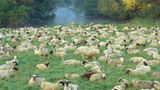 Fotoshow: Hamburgs Wildnis: Fotoshow: Hamburgs Wildnis - Bild 5