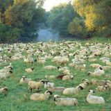 Fotoshow: Hamburgs Wildnis: Fotoshow: Hamburgs Wildnis - Bild 5