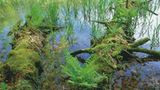 Fotoshow: Hamburgs Wildnis: Fotoshow: Hamburgs Wildnis - Bild 11