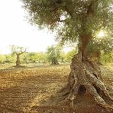 Apulien und Basilikata: Italiens Süden - Bild 2