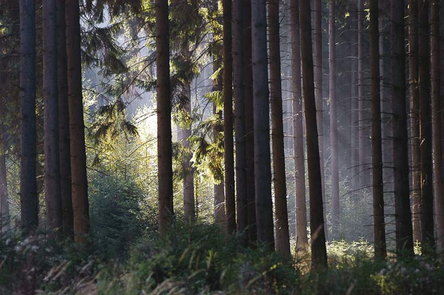 Fotogalerie: Kaiserslautern - Bild 6