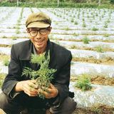 Ein Kraut wirkt Wunder - Bild 2