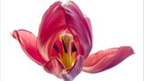 Das User-Bild des Tages - Juli 2006 - Bild 14