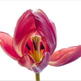 Das User-Bild des Tages - Juli 2006 - Bild 14