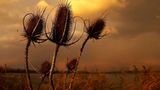 Das User-Bild des Tages - Juli 2006 - Bild 19