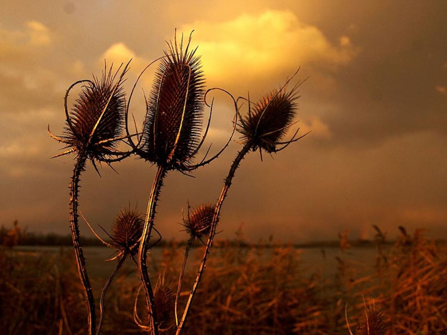 Das User-Bild des Tages - Juli 2006 - Bild 19