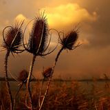 Das User-Bild des Tages - Juli 2006 - Bild 19