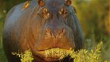 Fotogalerie: Der Zauber von Afrika - Bild 2