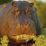 Fotogalerie: Der Zauber von Afrika - Bild 2