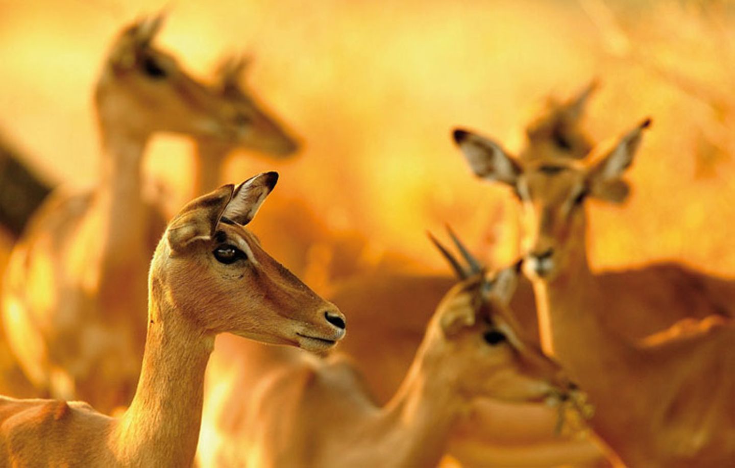 Fotogalerie: Der Zauber von Afrika - Bild 3