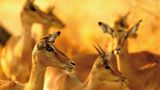 Fotogalerie: Der Zauber von Afrika - Bild 3