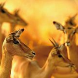 Fotogalerie: Der Zauber von Afrika - Bild 3