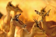 Fotogalerie: Der Zauber von Afrika - Bild 3