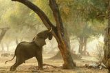 Fotogalerie: Der Zauber von Afrika - Bild 8