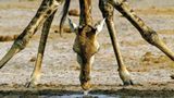 Fotogalerie: Der Zauber von Afrika - Bild 11