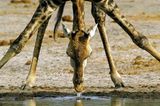 Fotogalerie: Der Zauber von Afrika - Bild 11