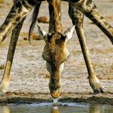 Fotogalerie: Der Zauber von Afrika - Bild 11