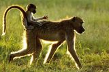 Fotogalerie: Der Zauber von Afrika - Bild 12