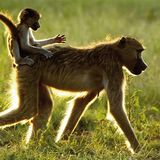 Fotogalerie: Der Zauber von Afrika - Bild 12