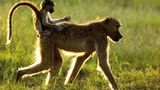 Fotogalerie: Der Zauber von Afrika - Bild 12