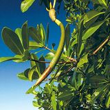 Fotogalerie: Mangroven