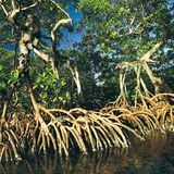 Fotogalerie: Mangroven - Bild 2