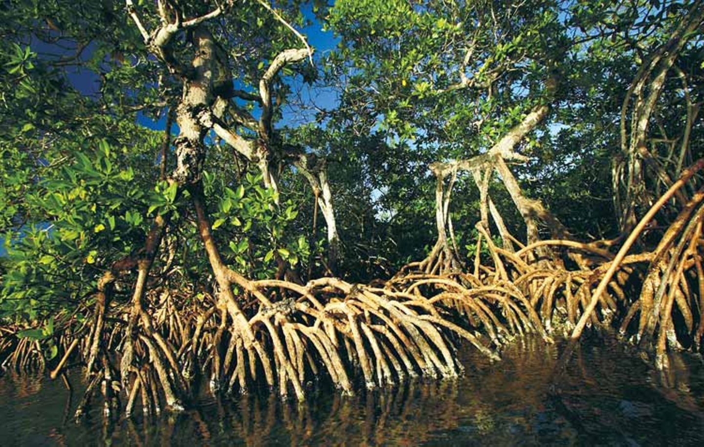 Mit ihren Stelzen stützen sich die Roten Mangroven im tieferen Wasser ab