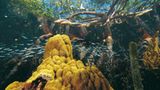 Fotogalerie: Mangroven - Bild 3