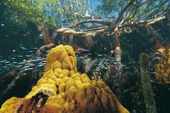 Fotogalerie: Mangroven - Bild 3