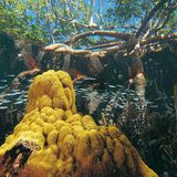 Fotogalerie: Mangroven - Bild 3