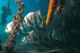 Fotogalerie: Mangroven - Bild 4