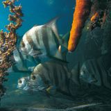 Fotogalerie: Mangroven - Bild 4