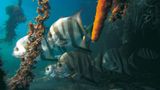 Fotogalerie: Mangroven - Bild 4