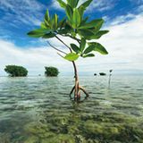 Fotogalerie: Mangroven - Bild 5