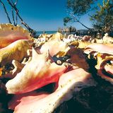 Fotogalerie: Mangroven - Bild 6