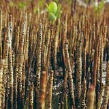 Fotogalerie: Mangroven - Bild 7