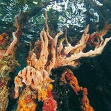 Fotogalerie: Mangroven - Bild 8