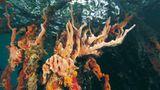 Fotogalerie: Mangroven - Bild 8