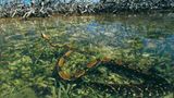 Fotogalerie: Mangroven - Bild 9