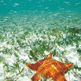 Fotogalerie: Mangroven - Bild 10