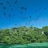 Fotogalerie: Mangroven - Bild 11