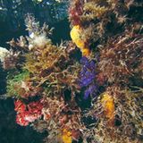 Fotogalerie: Mangroven - Bild 12