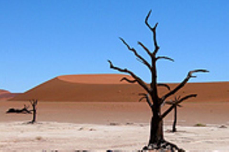 Das User-Bild des Tages - August 2006