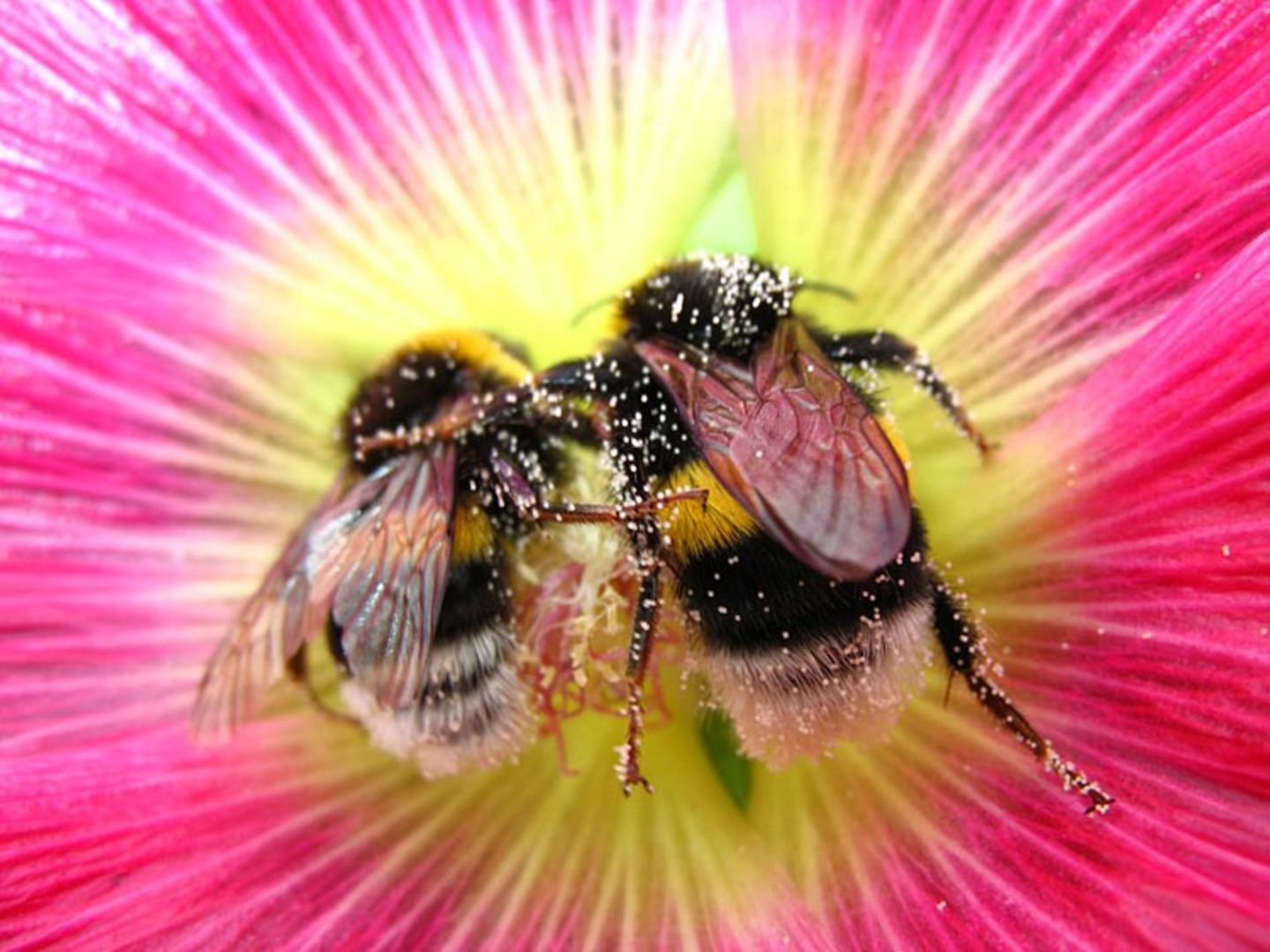 Das User-Bild des Tages - August 2006 - Bild 2