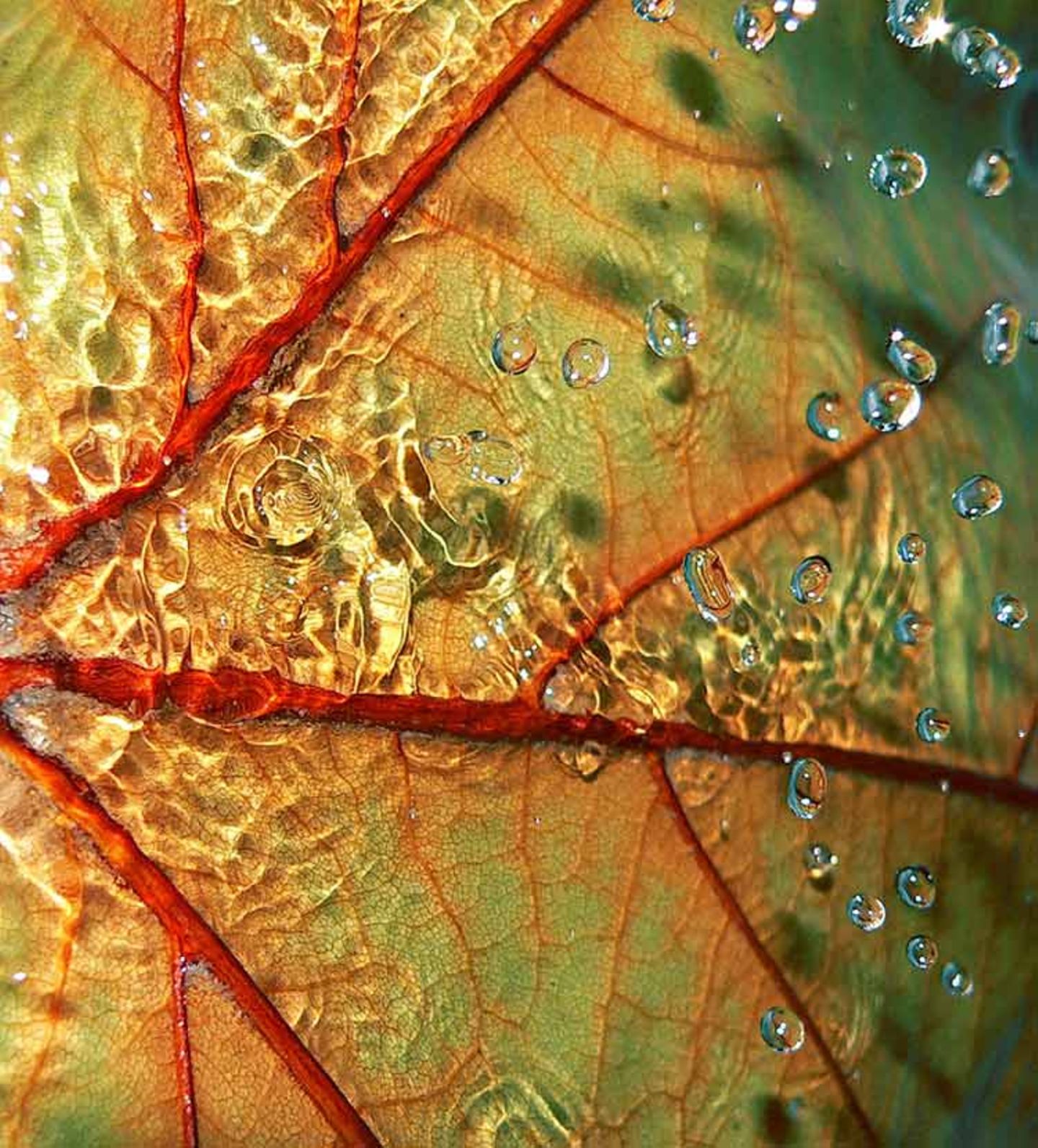 Das User-Bild des Tages - August 2006 - Bild 5