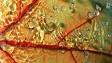 Das User-Bild des Tages - August 2006 - Bild 5